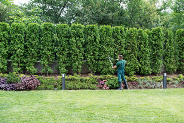 Tree and Shrub Care in Burgettstown, PA